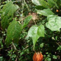 Callianthe picta (Gillies ex Hook. & Arn.) Donnell